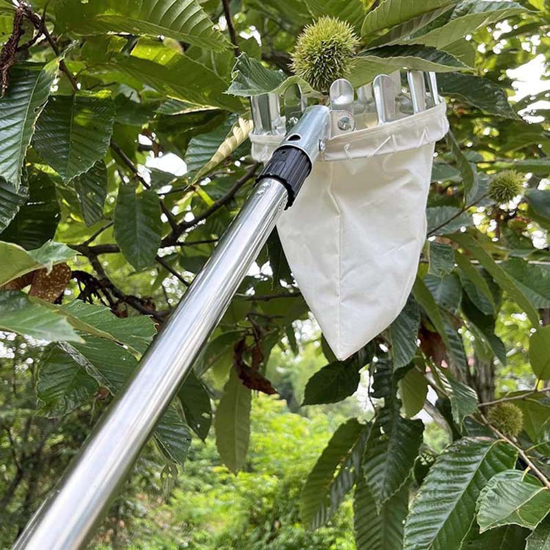 Durable stainless steel fruit picker picking oranges