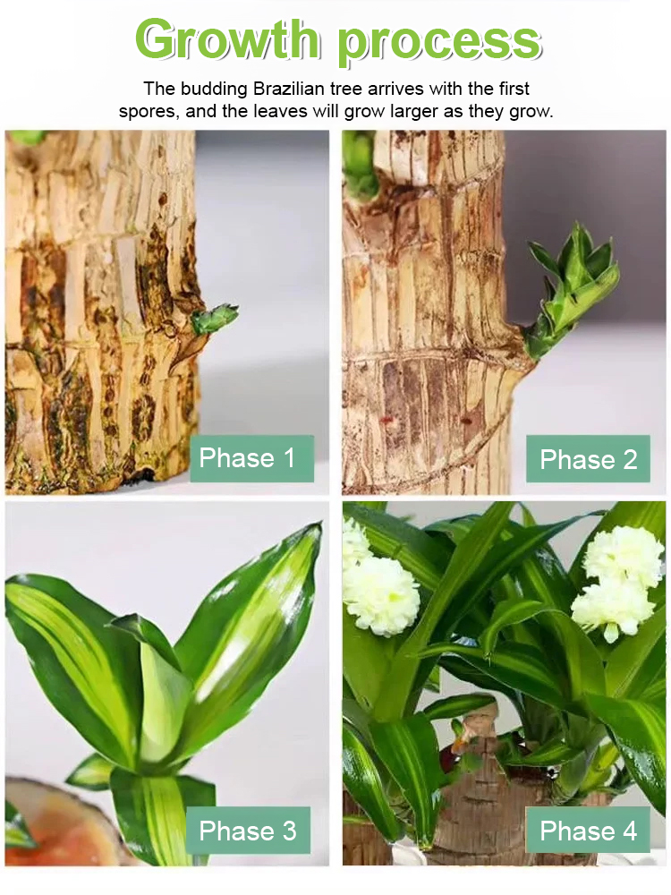 🌿Brazilian Lucky Tree【Natural toxin filter】Only needs water to survive💧