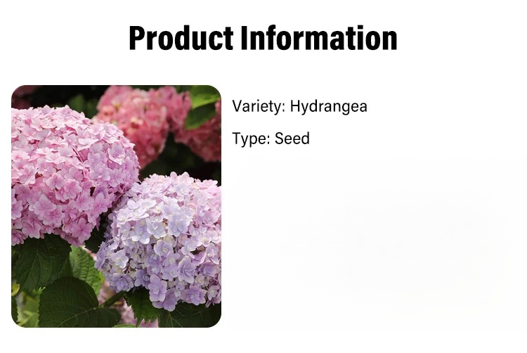 【Hydrangea seeds blooming in all seasons】Germination in 7 days after sowing, flowering in 30 days！