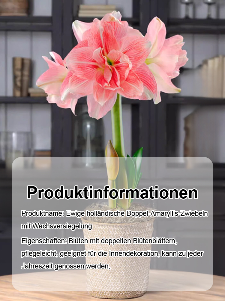 【Keine Blüten, volle Rückerstattung】 Ewiges niederländisches doppelt blühendes Amaryllis-Wachssiegel-Zwiebel💐Kein Gießen erforderlich, keine Blumentöpfe erforderlich