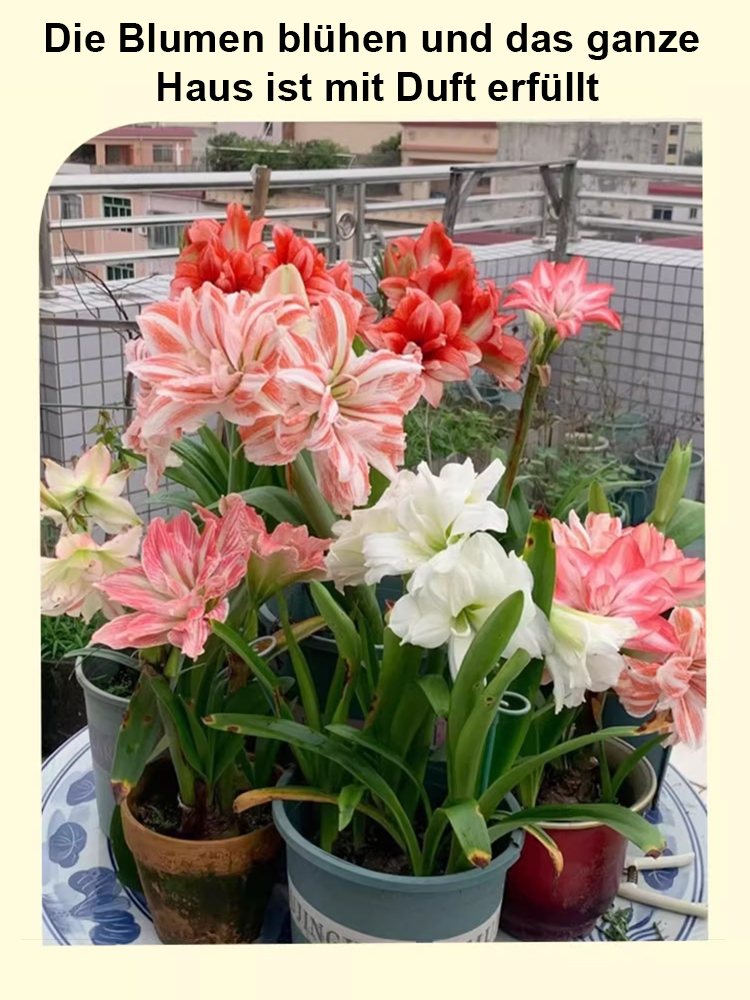 【Keine Blüten, volle Rückerstattung】 Ewiges niederländisches doppelt blühendes Amaryllis-Wachssiegel-Zwiebel💐Kein Gießen erforderlich, keine Blumentöpfe erforderlich
