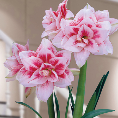【Keine Blüten, volle Rückerstattung】 Ewiges niederländisches doppelt blühendes Amaryllis-Wachssiegel-Zwiebel💐Kein Gießen erforderlich, keine Blumentöpfe erforderlich
