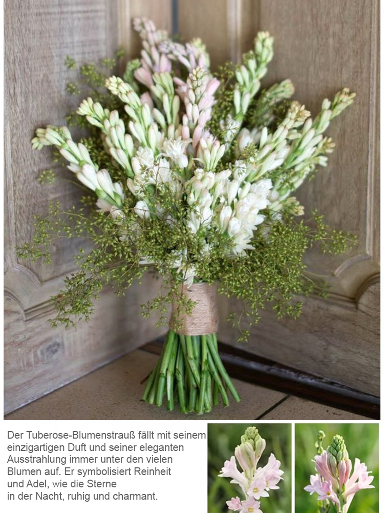 【Wenn es nicht blüht, volle Rückerstattung】Tuberose-Zwiebelblume💐Blumen duften besser als Luxusparfums
