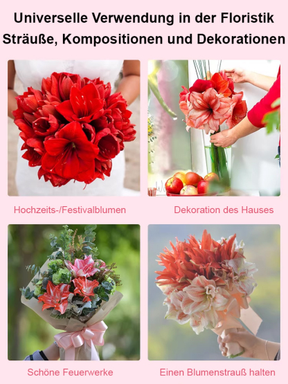 【Risikofreies Probepflanzen】Duftende, ganzjährig blühende Amaryllis-Zwiebeln🌺Luftreinigung und Umweltverschönerung