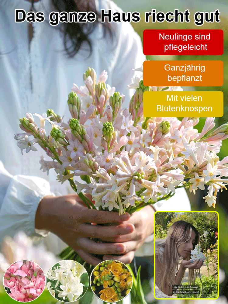【Wenn es nicht blüht, volle Rückerstattung】Tuberose-Zwiebelblume💐Blumen duften besser als Luxusparfums