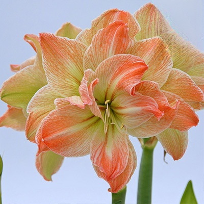 【Keine Blüten, volle Rückerstattung】 Ewiges niederländisches doppelt blühendes Amaryllis-Wachssiegel-Zwiebel💐Kein Gießen erforderlich, keine Blumentöpfe erforderlich