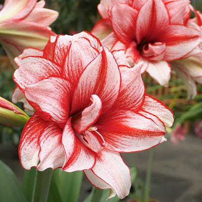【Keine Blüten, volle Rückerstattung】 Ewiges niederländisches doppelt blühendes Amaryllis-Wachssiegel-Zwiebel💐Kein Gießen erforderlich, keine Blumentöpfe erforderlich