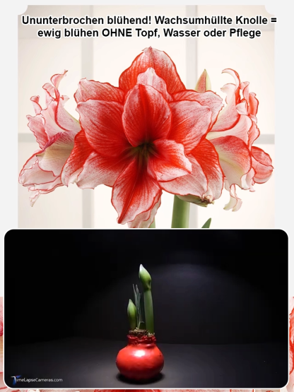 【Keine Blüten, volle Rückerstattung】 Ewiges niederländisches doppelt blühendes Amaryllis-Wachssiegel-Zwiebel💐Kein Gießen erforderlich, keine Blumentöpfe erforderlich