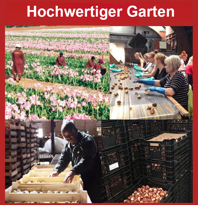 【Risikofreies Probepflanzen】Duftende, ganzjährig blühende Amaryllis-Zwiebeln🌺Luftreinigung und Umweltverschönerung