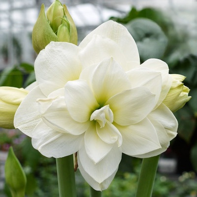 【Keine Blüten, volle Rückerstattung】 Ewiges niederländisches doppelt blühendes Amaryllis-Wachssiegel-Zwiebel💐Kein Gießen erforderlich, keine Blumentöpfe erforderlich
