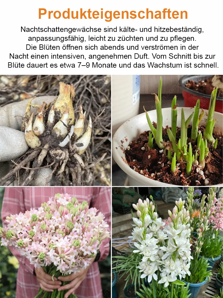 【Wenn es nicht blüht, volle Rückerstattung】Tuberose-Zwiebelblume💐Blumen duften besser als Luxusparfums