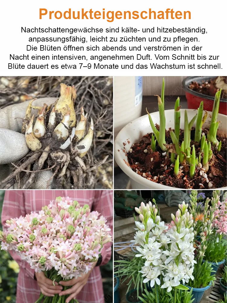 【Wenn es nicht blüht, volle Rückerstattung】Tuberose-Zwiebelblume💐Blumen duften besser als Luxusparfums