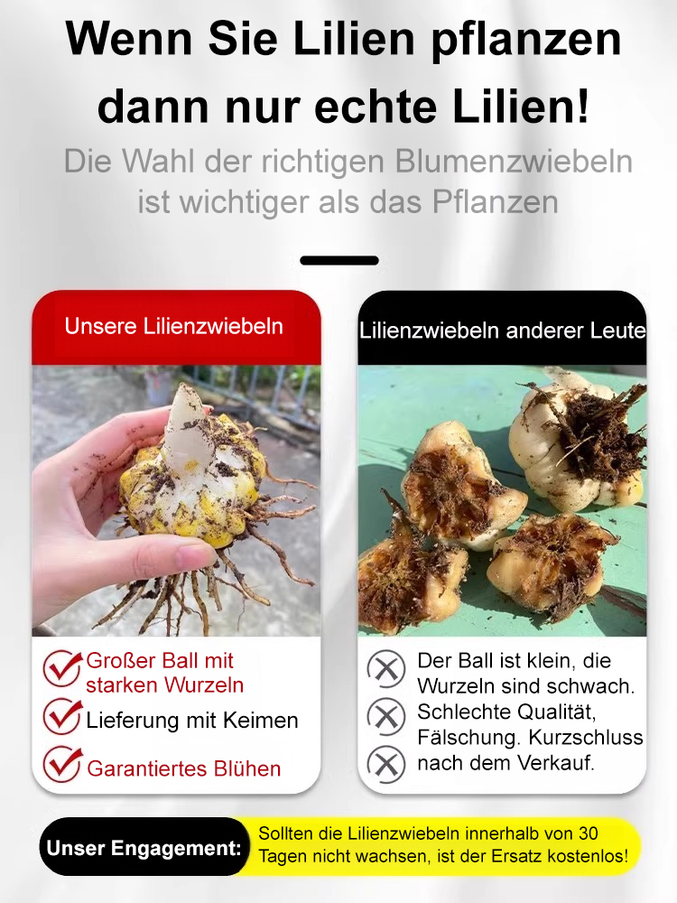 【Keine Blüten, volle Rückerstattung】Doppelblütige Duftlilien-Zwiebeln💐Duft intensiver als teure Parfüms
