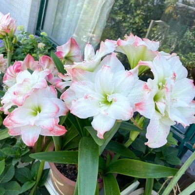 【Keine Blüten, volle Rückerstattung】 Ewiges niederländisches doppelt blühendes Amaryllis-Wachssiegel-Zwiebel💐Kein Gießen erforderlich, keine Blumentöpfe erforderlich