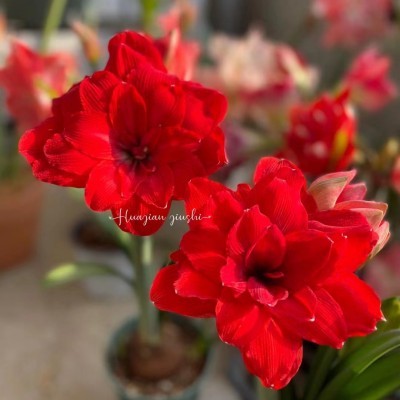 【Keine Blüten, volle Rückerstattung】 Ewiges niederländisches doppelt blühendes Amaryllis-Wachssiegel-Zwiebel💐Kein Gießen erforderlich, keine Blumentöpfe erforderlich