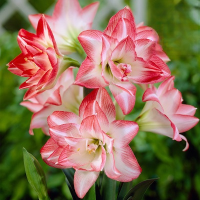 【Keine Blüten, volle Rückerstattung】 Ewiges niederländisches doppelt blühendes Amaryllis-Wachssiegel-Zwiebel💐Kein Gießen erforderlich, keine Blumentöpfe erforderlich
