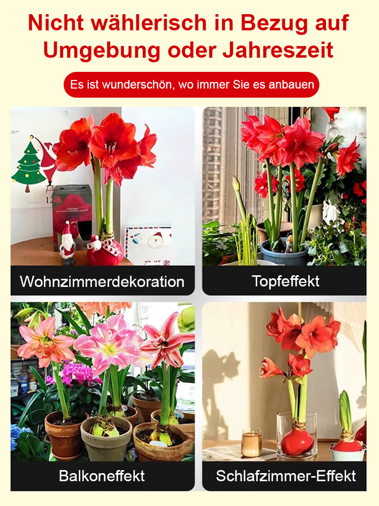 【Keine Blüten, volle Rückerstattung】 Ewiges niederländisches doppelt blühendes Amaryllis-Wachssiegel-Zwiebel💐Kein Gießen erforderlich, keine Blumentöpfe erforderlich