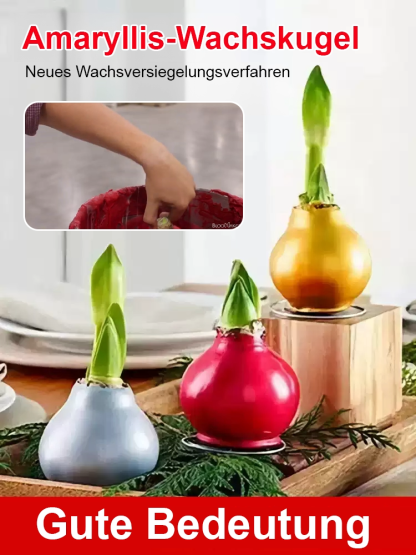 【Keine Blüten, volle Rückerstattung】 Ewiges niederländisches doppelt blühendes Amaryllis-Wachssiegel-Zwiebel💐Kein Gießen erforderlich, keine Blumentöpfe erforderlich