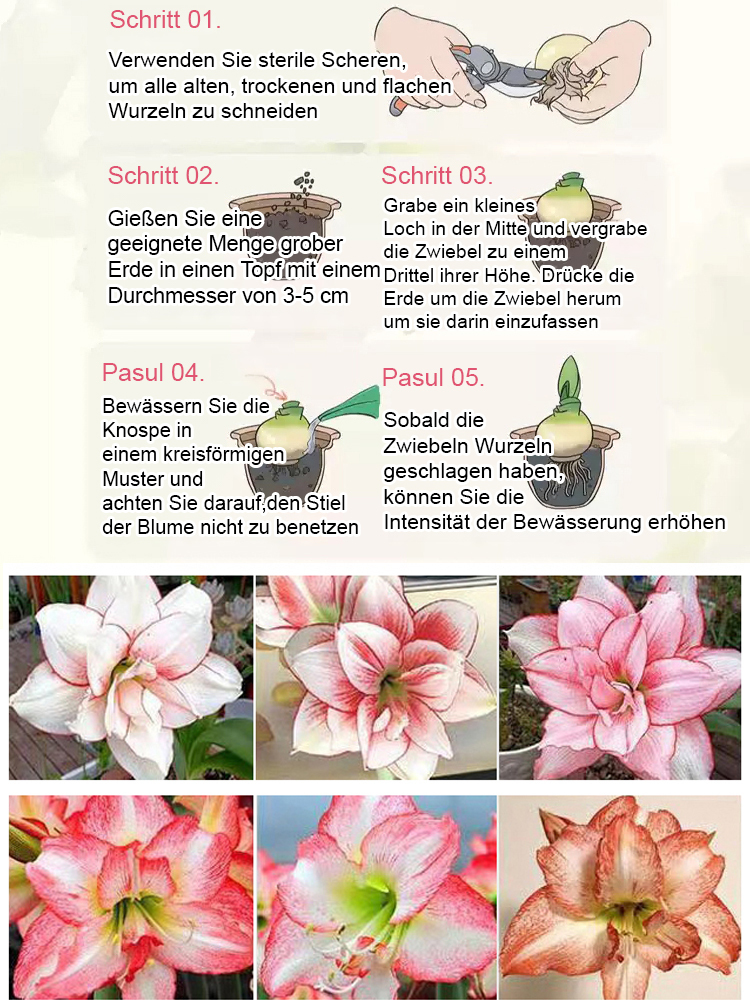 【Risikofreies Probepflanzen】Duftende, ganzjährig blühende Amaryllis-Zwiebeln🌺Luftreinigung und Umweltverschönerung