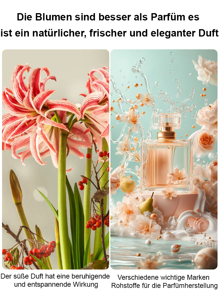 【Risikofreies Probepflanzen】Duftende, ganzjährig blühende Amaryllis-Zwiebeln🌺Luftreinigung und Umweltverschönerung