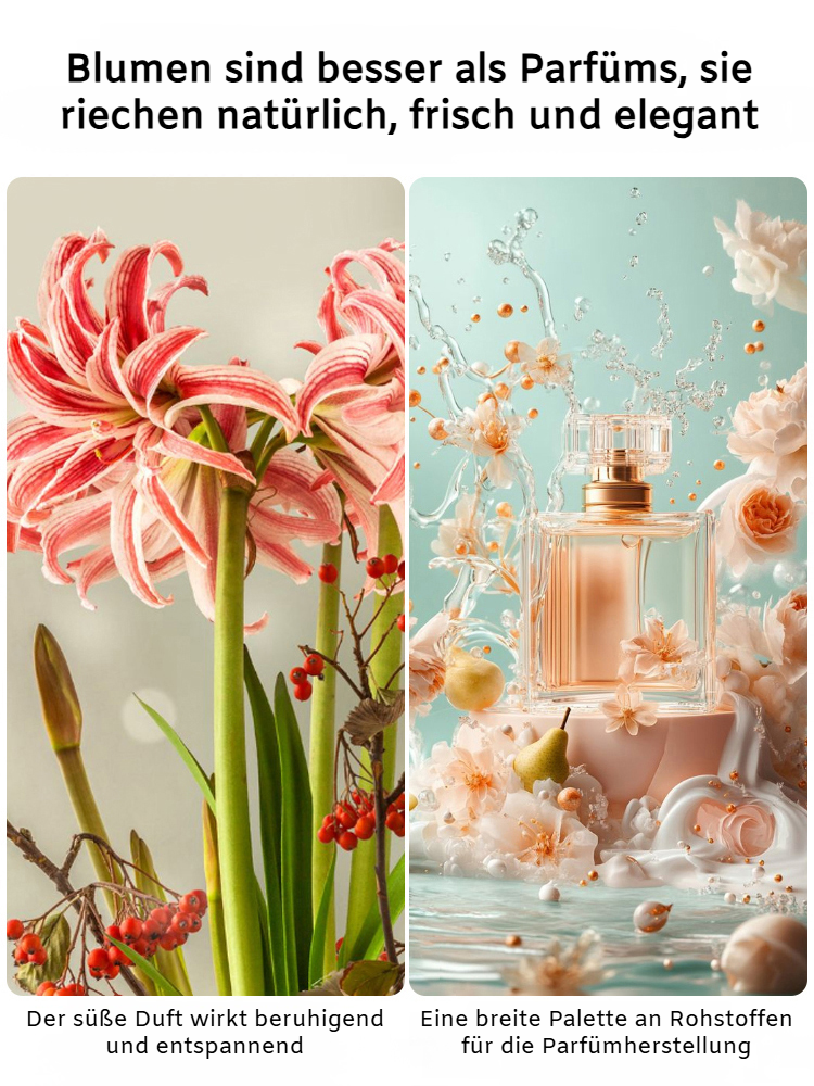 【Keine Blüten, volle Rückerstattung】 Ewiges niederländisches doppelt blühendes Amaryllis-Wachssiegel-Zwiebel💐Kein Gießen erforderlich, keine Blumentöpfe erforderlich