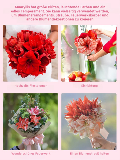 【Keine Blüten, volle Rückerstattung】 Ewiges niederländisches doppelt blühendes Amaryllis-Wachssiegel-Zwiebel💐Kein Gießen erforderlich, keine Blumentöpfe erforderlich