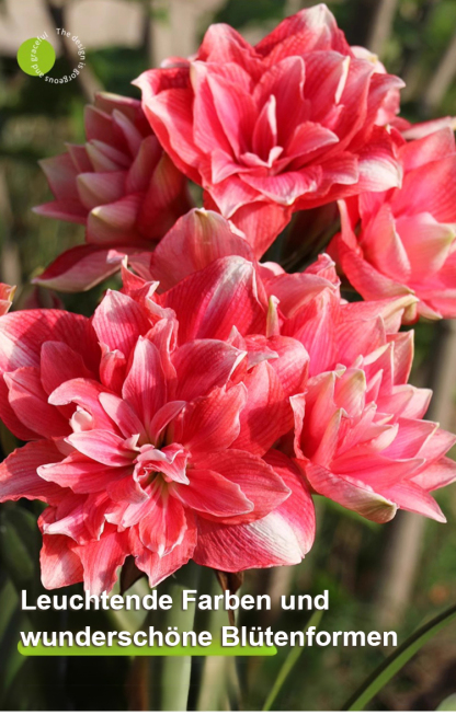 【Risikofreies Probepflanzen】Duftende, ganzjährig blühende Amaryllis-Zwiebeln🌺Luftreinigung und Umweltverschönerung