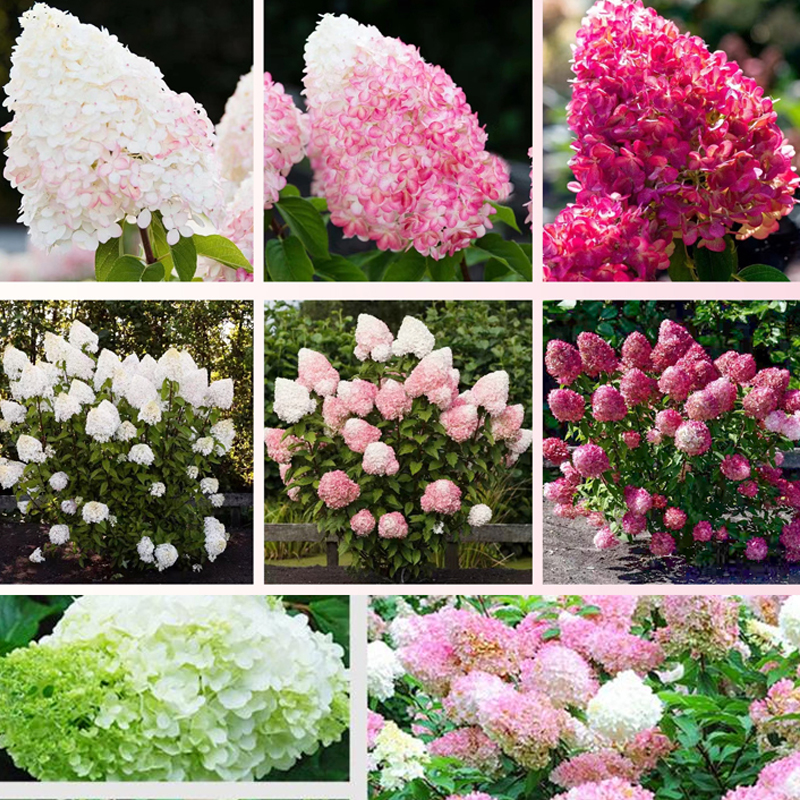 Erdbeer-Hortensie-ganzjährig blühend bis zu 200 Tage, absorbiert PM2.5 und Formaldehyd zur Luftreinigung💐