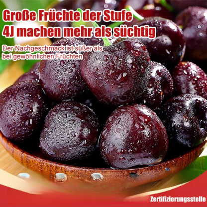 Importierte chilenische Chelsea-Samen