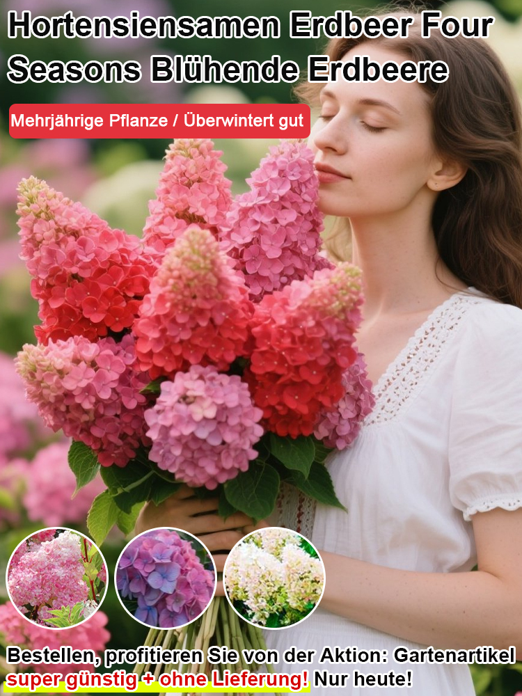Erdbeer-Hortensie-ganzjährig blühend bis zu 200 Tage, absorbiert PM2.5 und Formaldehyd zur Luftreinigung💐