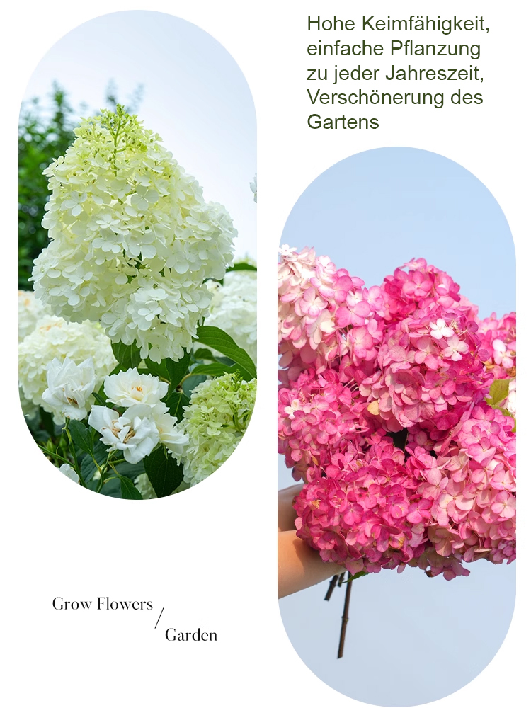 Erdbeer-Hortensie-ganzjährig blühend bis zu 200 Tage, absorbiert PM2.5 und Formaldehyd zur Luftreinigung💐