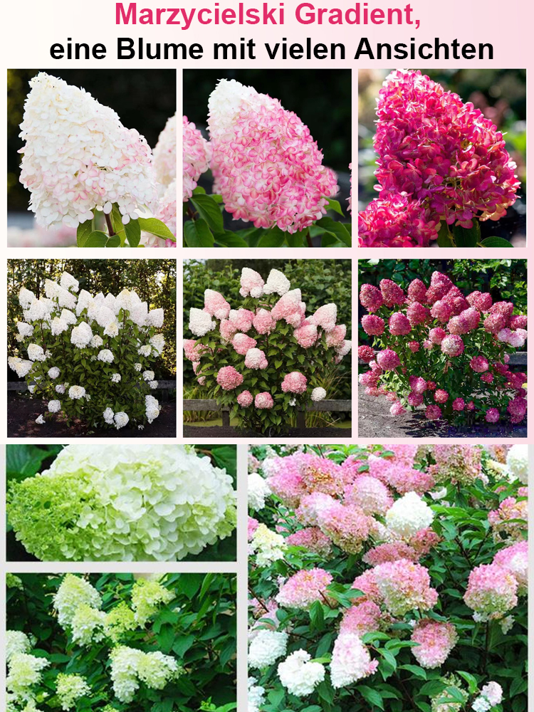 Erdbeer-Hortensie-ganzjährig blühend bis zu 200 Tage, absorbiert PM2.5 und Formaldehyd zur Luftreinigung💐
