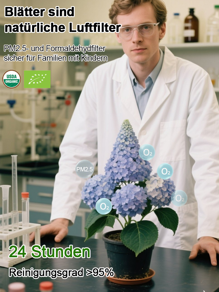 Erdbeer-Hortensie-ganzjährig blühend bis zu 200 Tage, absorbiert PM2.5 und Formaldehyd zur Luftreinigung💐