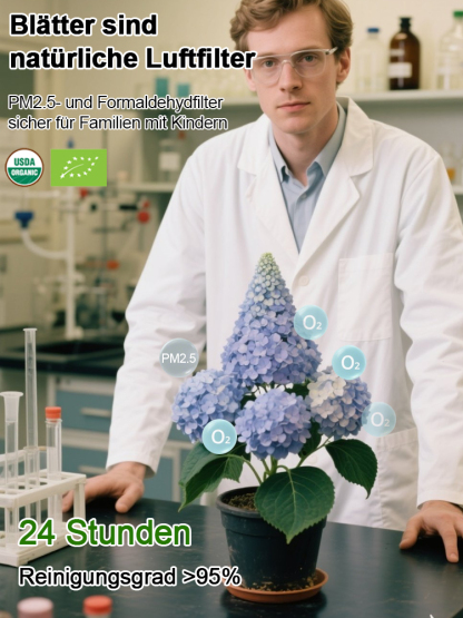 Erdbeer-Hortensie-ganzjährig blühend bis zu 200 Tage, absorbiert PM2.5 und Formaldehyd zur Luftreinigung💐