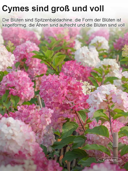 Erdbeer-Hortensie-ganzjährig blühend bis zu 200 Tage, absorbiert PM2.5 und Formaldehyd zur Luftreinigung💐