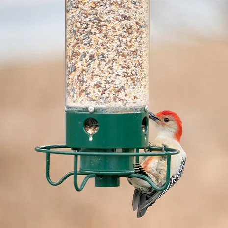 Liftexup Squirrel Proof Bird Feeder