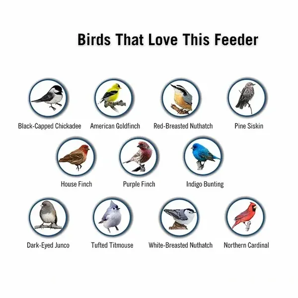 Liftexup Squirrel Proof Bird Feeder