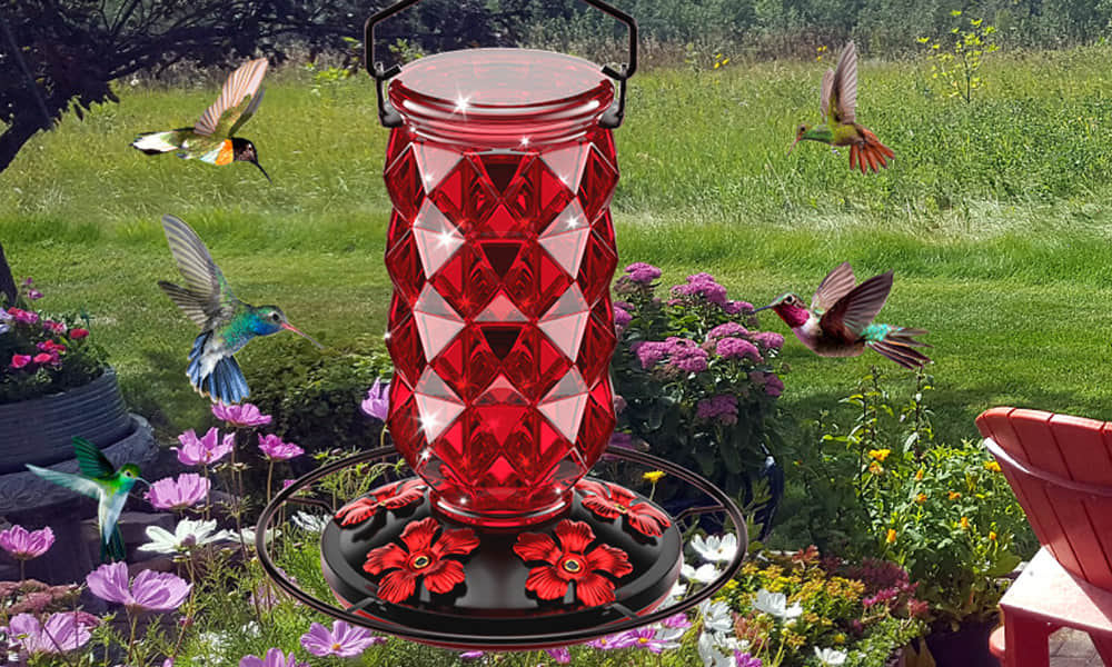 Liftexup™ Hummingbird feeders