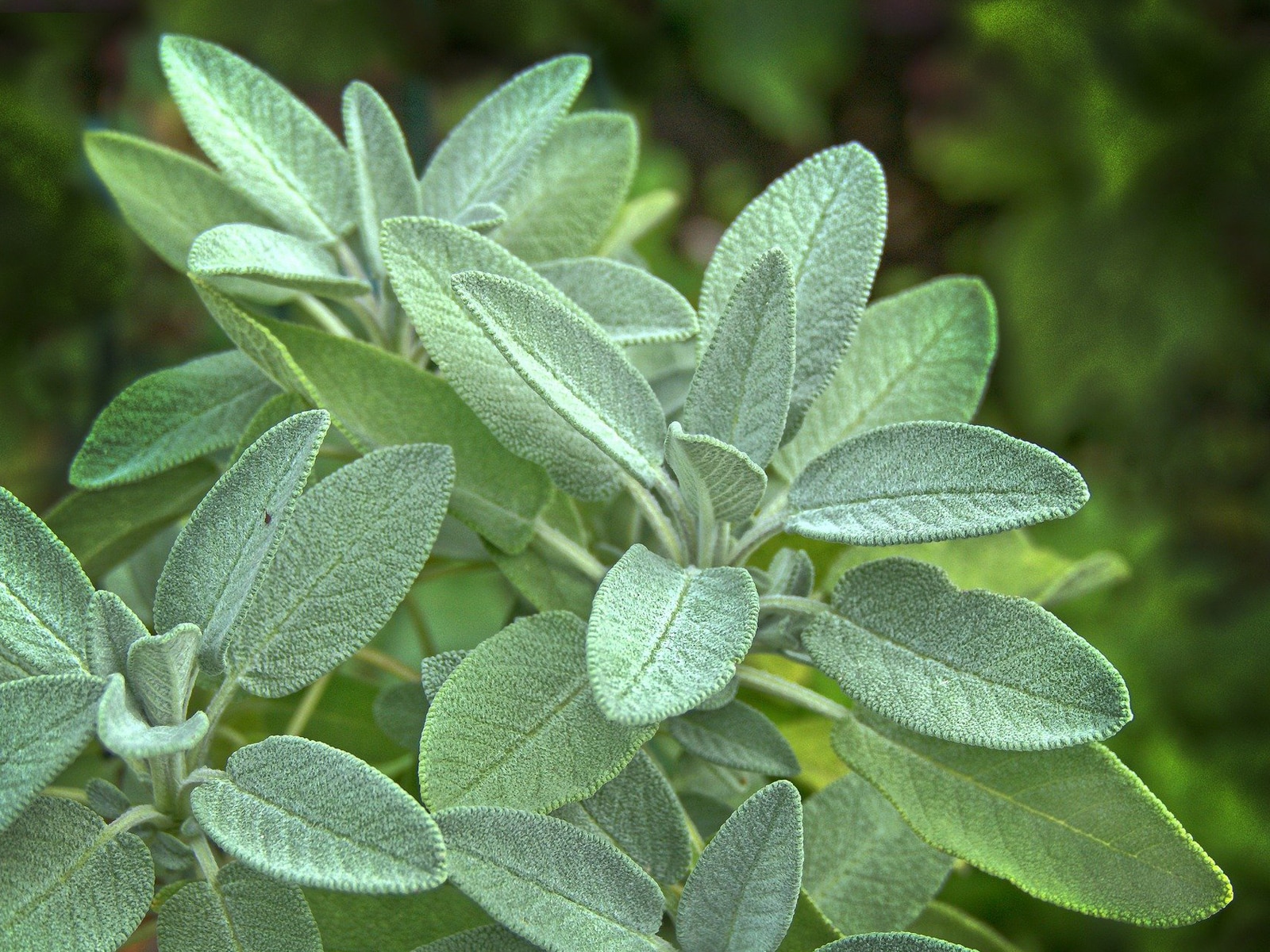 Sage