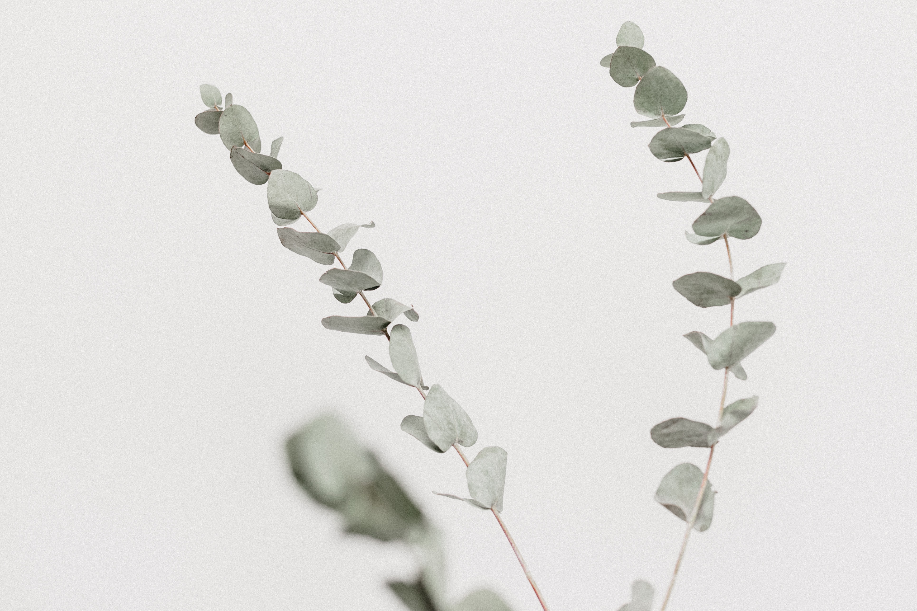 Eucalyptus leaves