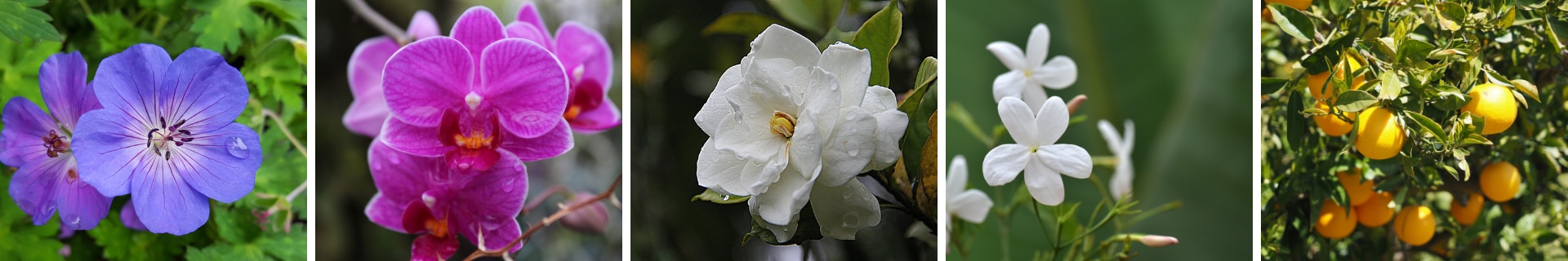 best-smelling houseplants
