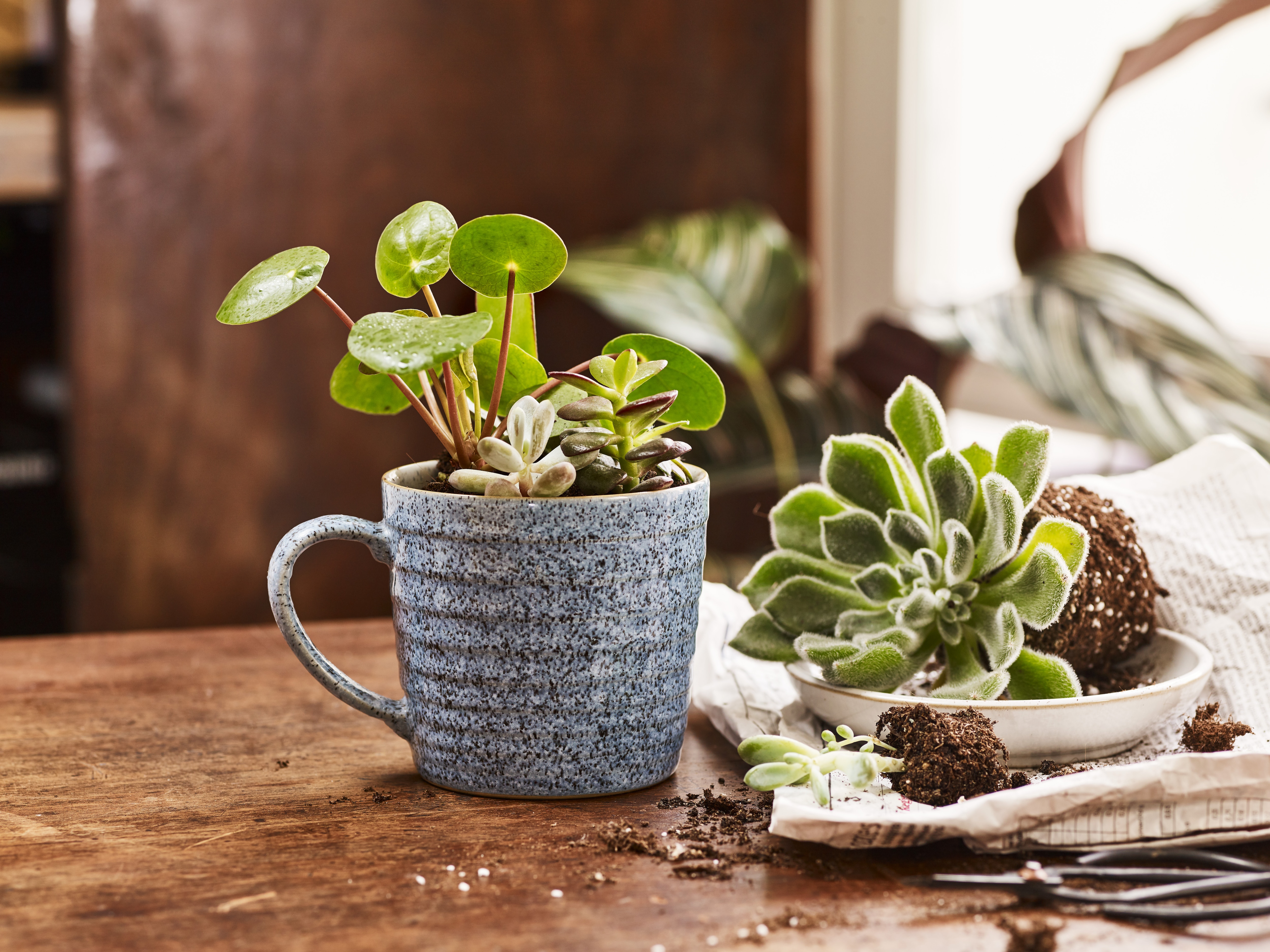 Denby Mug Potted Plant Denby Mug Potted Plant