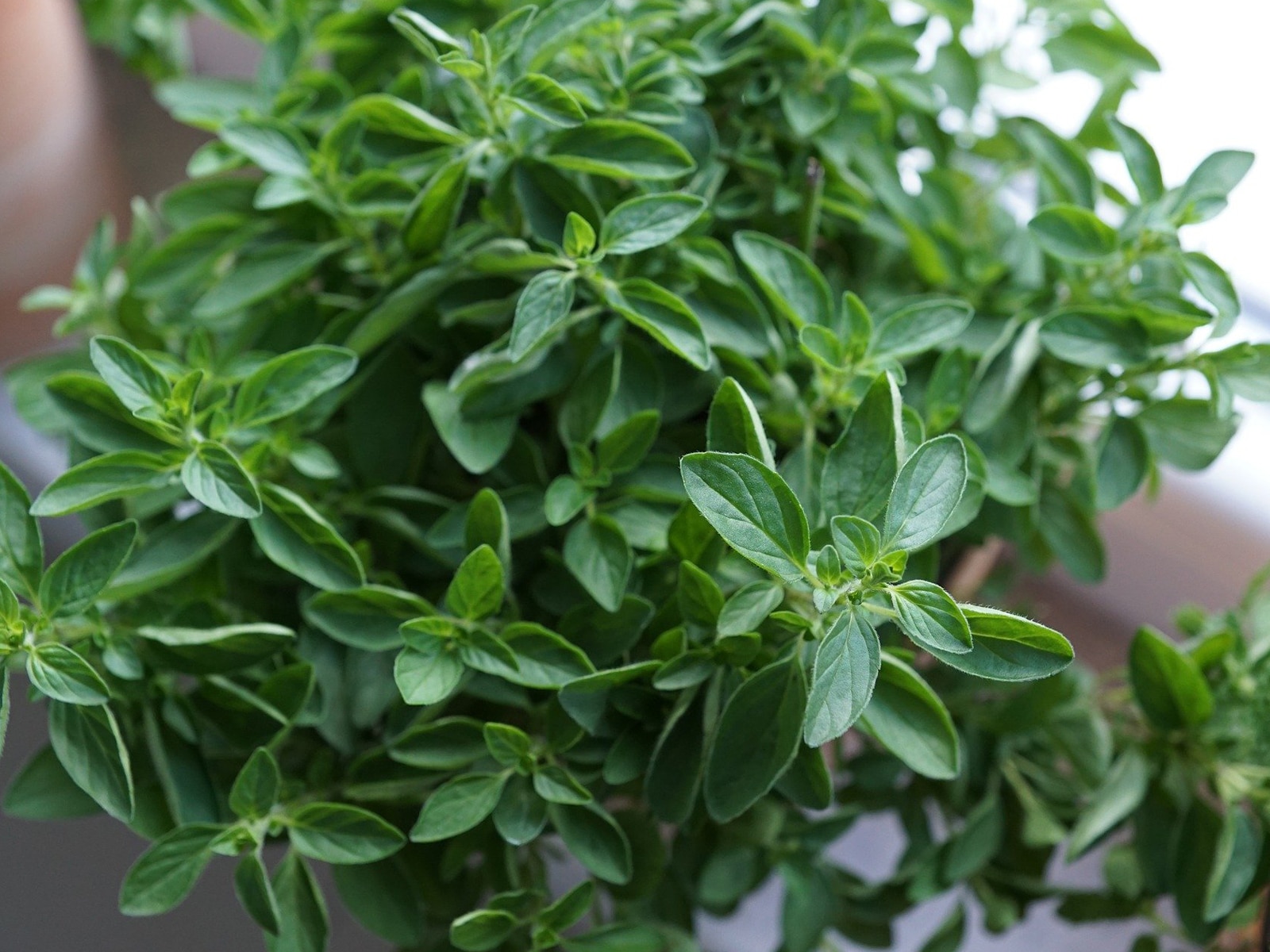 oregano