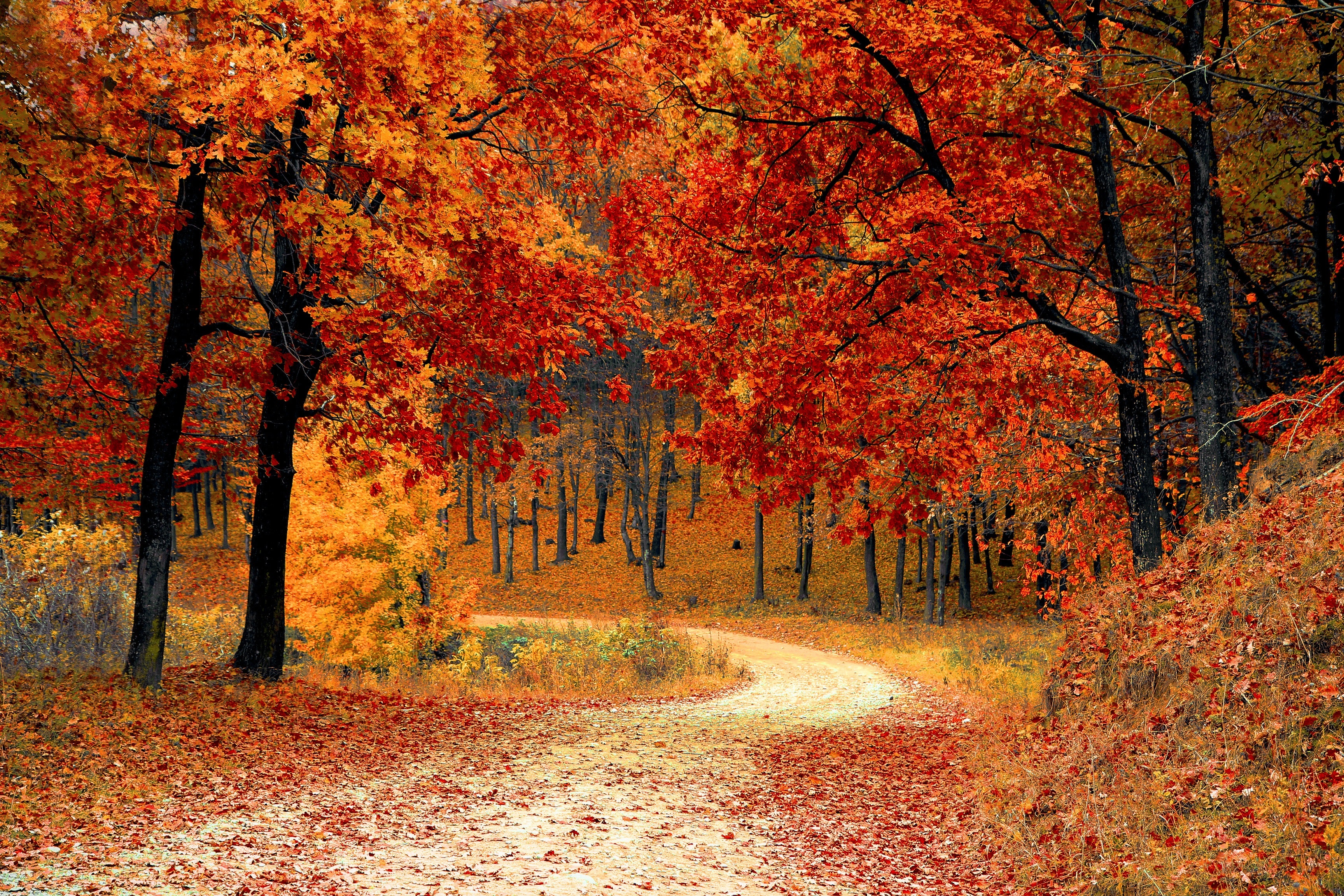 Path through trees in autumn Path through trees in autumn
