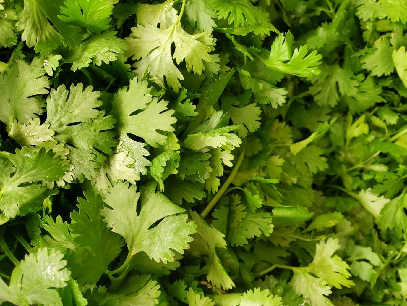 Cilantro Denby Pottery