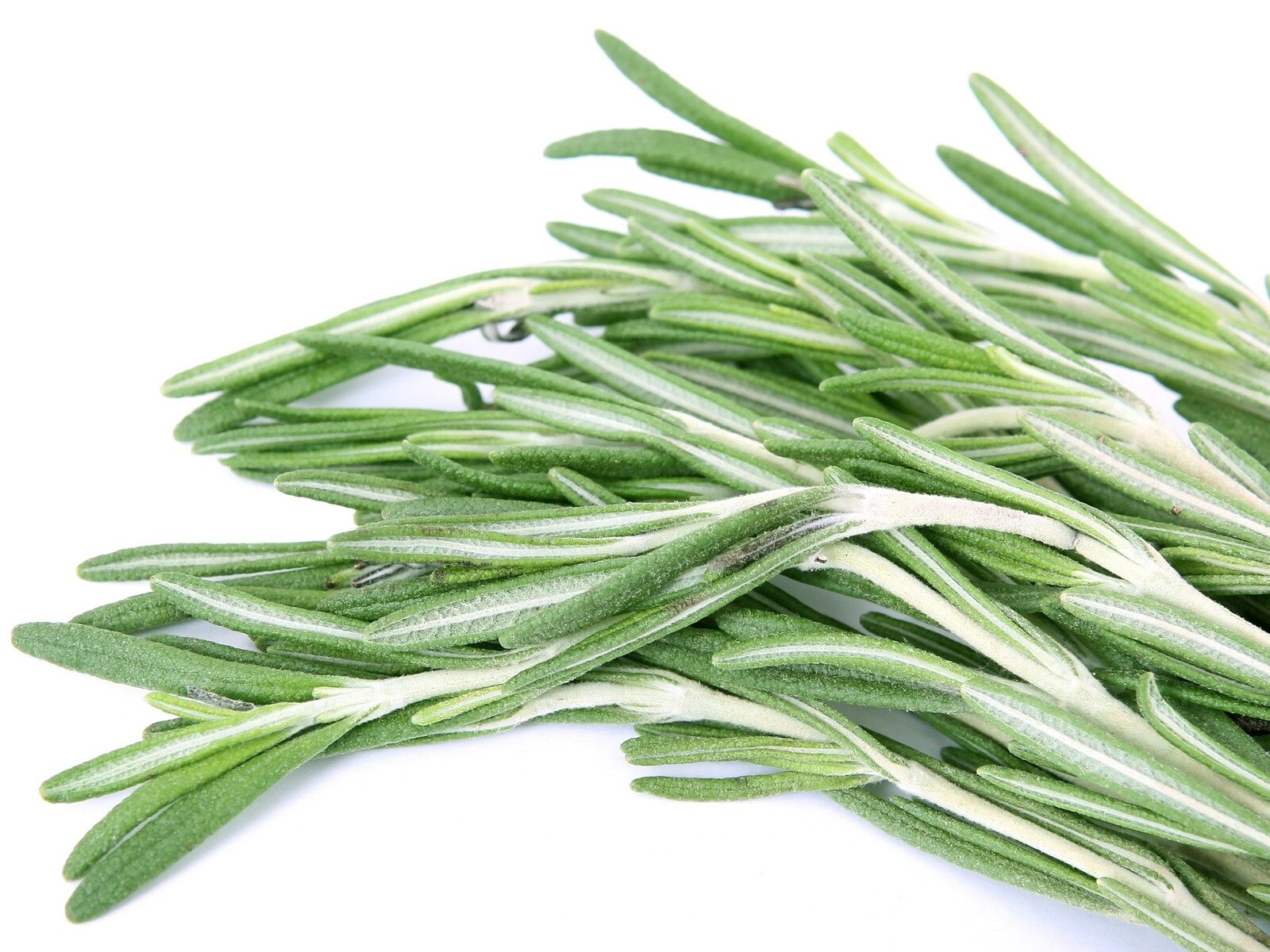 Rosemary