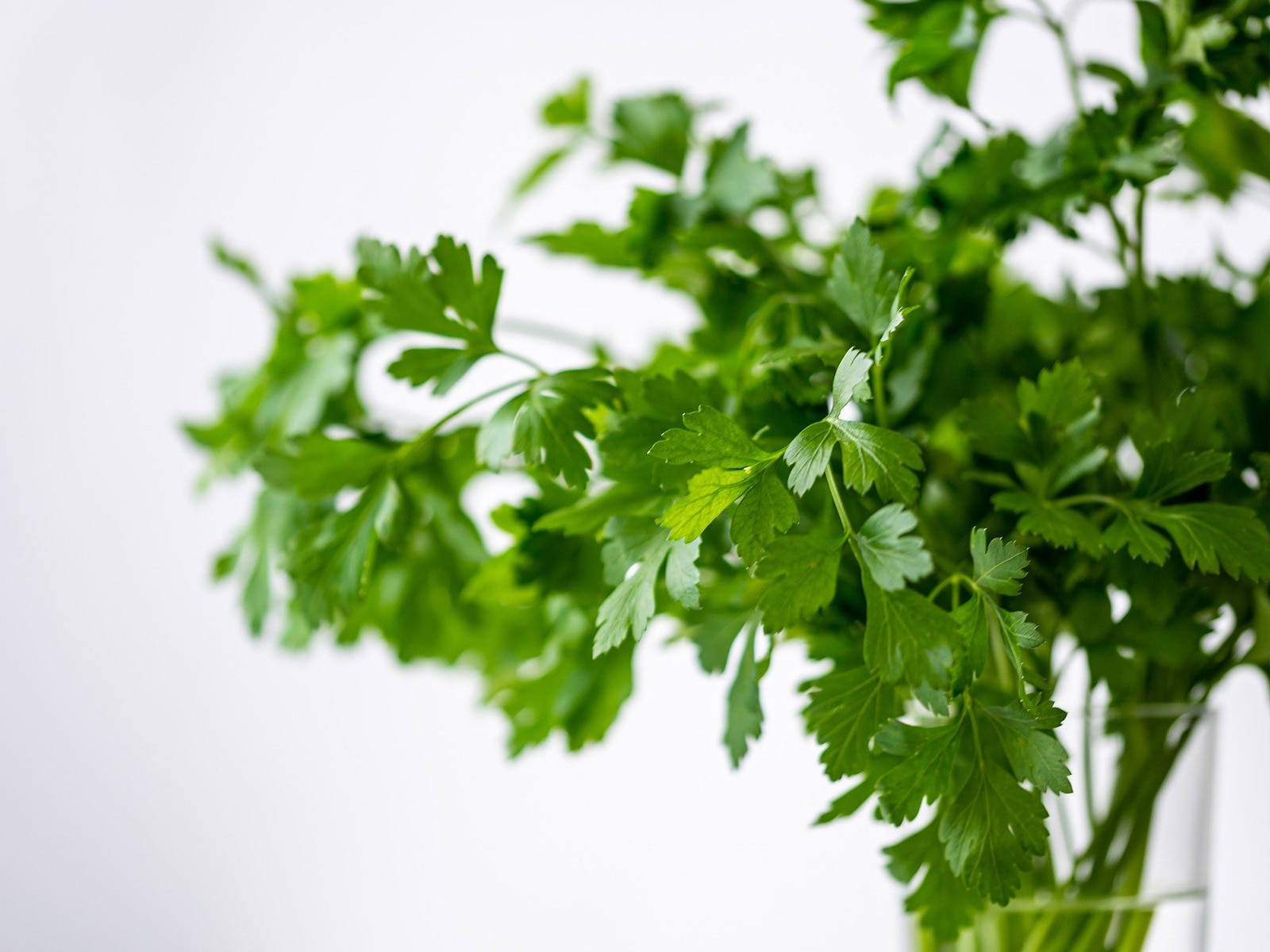 Parsley