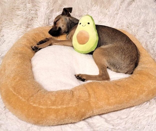 Soft Plush Small Cute and Cozy Food Dog Cat Bed, Washer and Dryer Friendly (Avocado Toast)