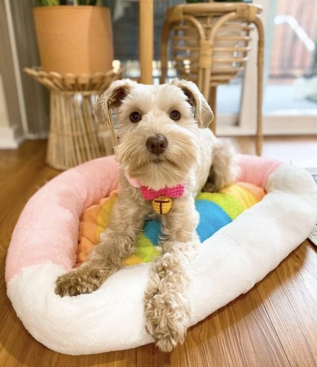Soft Plush Small Cute and Cozy Nature Dog Cat Bed, Washer and Dryer Friendly (Rainbow)