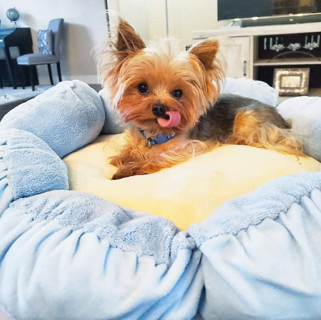 Soft Plush Small Cute and Cozy Nature Dog Cat Bed, Washer and Dryer Friendly (Blue Flower)